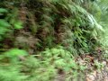Toyota 22R PickUp in cab video - CLUB 4X4 PANAMA