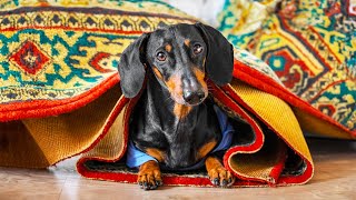 When in Rome, do as the Romans do! Funny dachshund dog video!