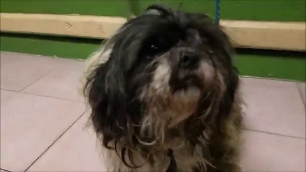 matted shih tzu pin matted shih tzu on matted shih tzu pin matted shih tzu on