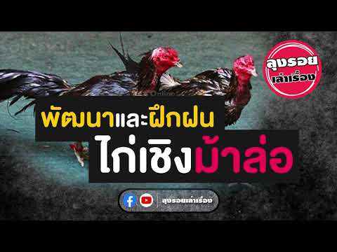 ลุงรอยเล่าเรื่อง | พัฒนาและฝึกฝนไก่เชิงม้าล่อ 💪💪💪