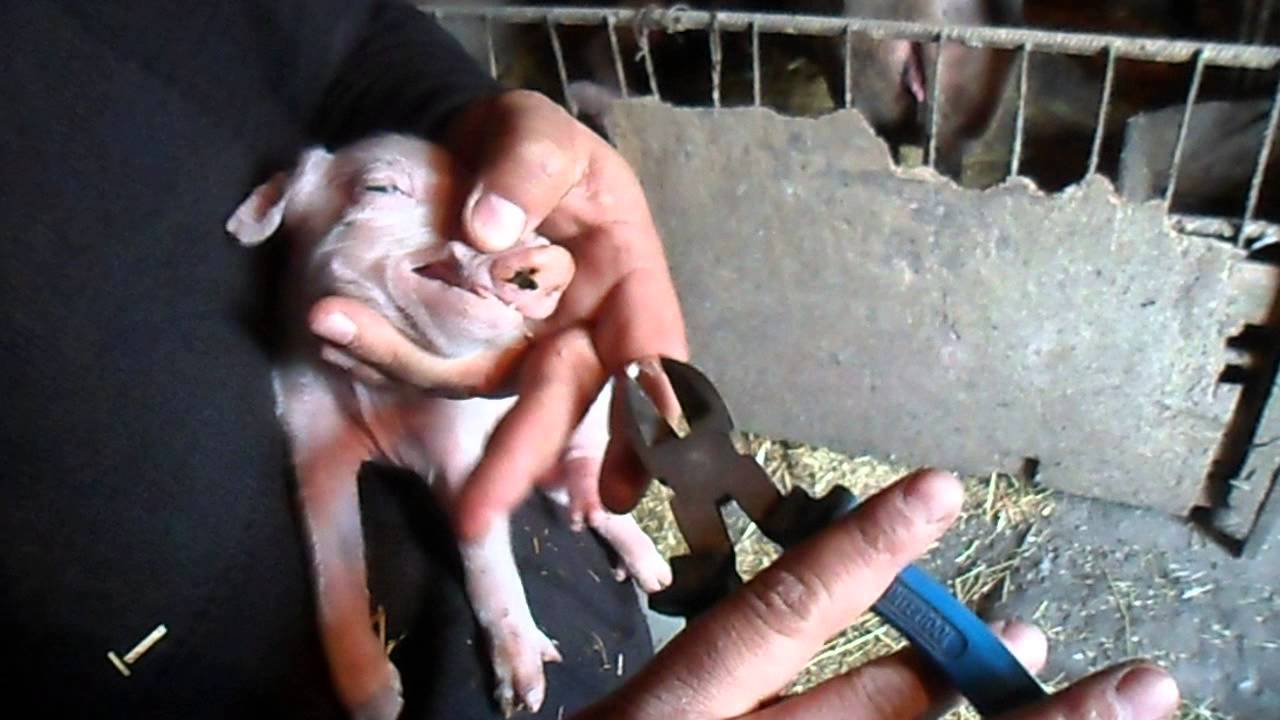 Какие зубы ломать поросятам Какие зубы ломать поросятам