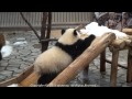 panda baby paw her Mom    パンダ　優浜 猫パンチ