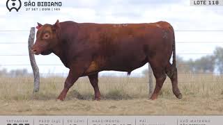 LOTE 118 - TOUROS ANGUS - LEILÃO VIRTUAL SÃO BIBIANO 2020