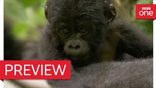 Silverback Dad Defends Baby Mountain Gorilla - Animal Babies Episode 3 Preview - Bbc