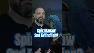 The Spix Macaw Is Facing A Potential Second Extinction In 2025