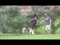 Off leash dog compassion- dog training