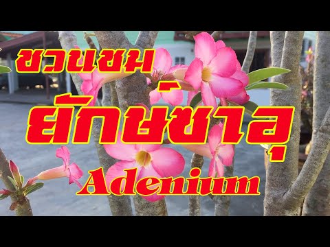 ชวนชมสายพันธุ์ยักษ์ซาอุ Adenium Obesum ( Desert Rose ) Hoa sứ thái
