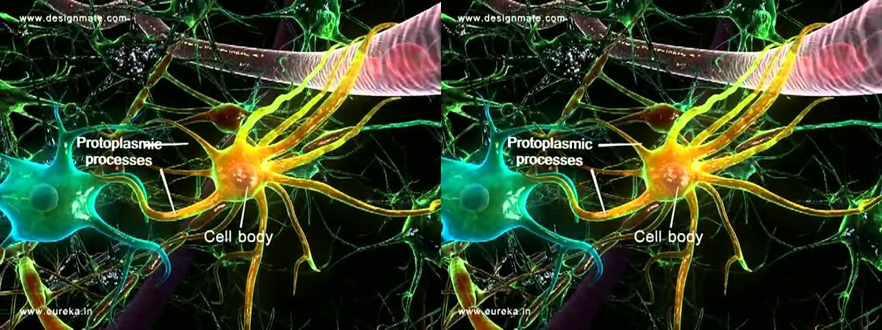 Neuroglial cells 3D on Vimeo.mp4 - YouTube