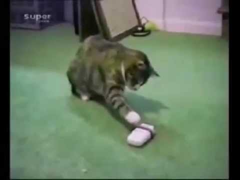 Super funny Cats! super funny pictures of cats. Super funny Cats!