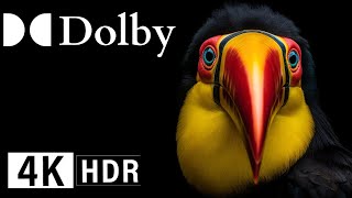 Insane Colorful Birds, 4K Hdr 60Fps Dolby Vision, Bird-Sounds!