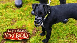 Patterdale Terrier Sandy Cant Control Herself Around Other Dogs Dogs Behaving Very Badly