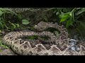 Predators vs Alligators 0502 - Rattlesnakes - Time Lapse
