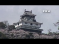 錦帯橋と岩国城の桜