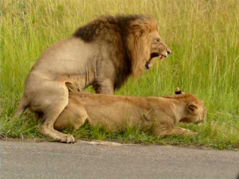 Watch Mating Lions in Kruger national park