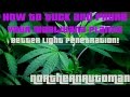 Tucking Fan Leaves for Better Light Penetration on AutoFlowers - Marijuana 101 (Beginners)