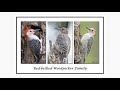 Red-bellied Woodpecker Family Affairs