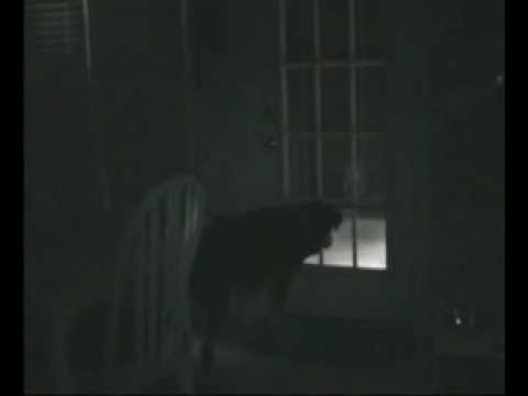 Ghost Caught by dog real must see