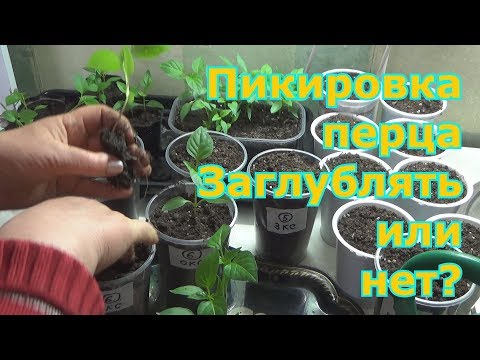 Что такое заглубить рассаду 501