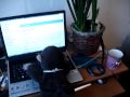 The battle of the YouTube BlogTV puppets - Fred Chimp - Contender!