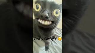 Oopy Goopy