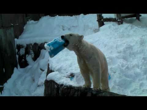 ホッキョクグマ　キャンディのポリタン遊び　円山動物園　PolarBear