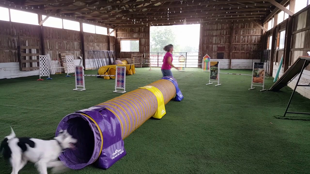 Borderhauss Kennels