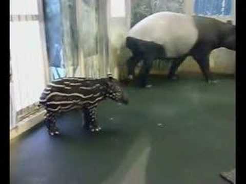 Malayan Tapir Baby - マレーバクの赤ちゃん