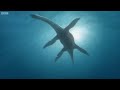 Predator X hunts in deep water - Planet Dinosaur - BBC