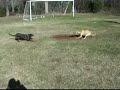 Tom Garner Kennels Tugging Contest: Bobby Peru vs Santos