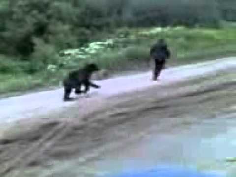 видео гиппопотам бежит из-за лодкой видео гиппопотам бежит из-за лодкой