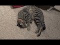 Oskar the Blind Kitten Tries Out Catnip Spray