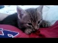 5 Week Old Kitten