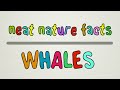 Neat Nature Facts - Whales