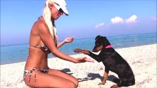 DOBERMAN TRAINING - Puppy Gives Paw
