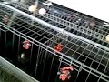 Battery-cage system of poultry production