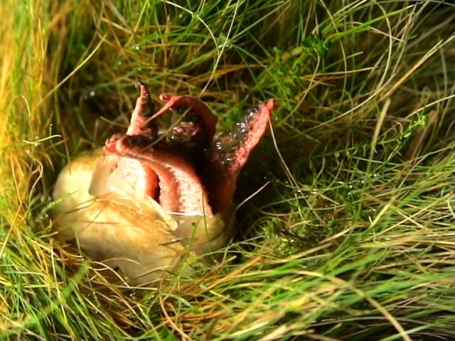 Devils Fingers Or Octopus Fungus Emerging Is The Creepiest Thing Ever - Video