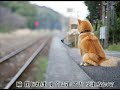 秋川雅史　ねがい  ～柴犬(シバワンコ)スーパー