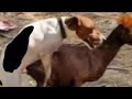 FIERCE MATING| A dog mating with a goat| Goat in trouble| Dogs sex videos| Educational video