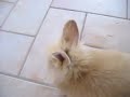Lionhead bunny running/binky (Coelho anao Lion Head)
