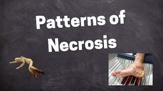 Morphology Of Necrosis