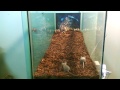 4 Feet California King Snake Eat 5 Mice In A images 4 Feet California King Snake Eat 5 Mice In A