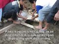 image Cara Penyembelihan Hewan Qurban Kokap