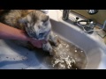 Leo takes a bath ♡ 1年ぶりのお風呂