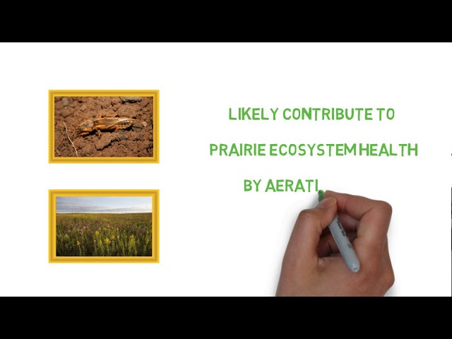 Watch Lost Cricket Project Video #2 - Prairie Mole Cricket Ecology on YouTube.