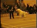 Jazz at the Standard poodle club show 1996