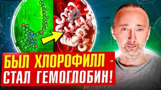 Как Хлорофилл Из Зелени Становится Гемоглобином Нашей Крови? Магний И Железо: Тайна Раскрыта!