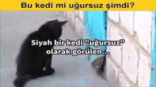 İnsanlara Ders Veren Kedi.