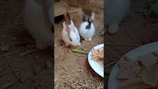Cute Baby Rabbit Video , Cute Rabbit