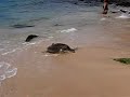 ラニアケアビーチのウミガメ