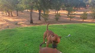 Akc Staffordshire Bull Terrier Puppy, 16 Weeks